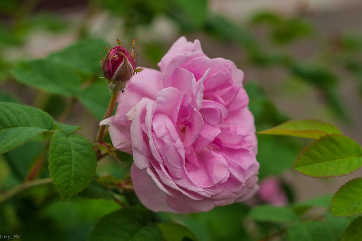 Розовая роза - Светлана Григорьева