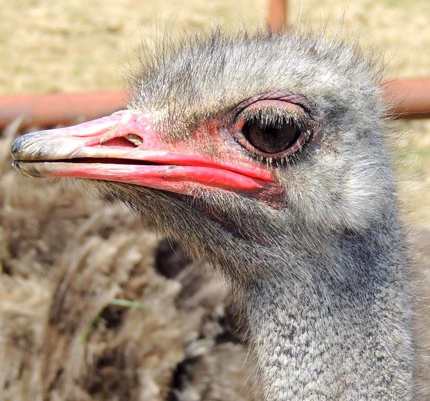 Глаз страуса весит больше мозга!!! - Наталья Лебедева