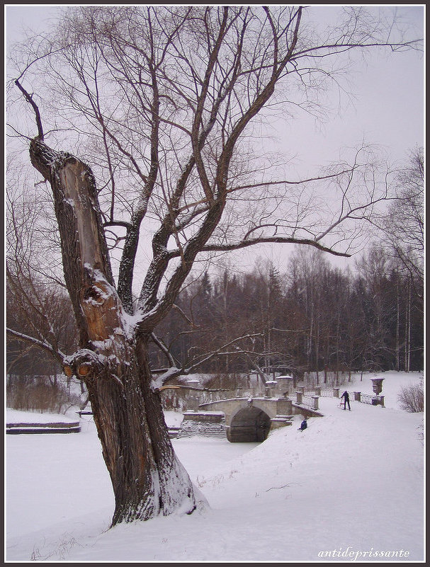 Зима в Павловске - vadim 