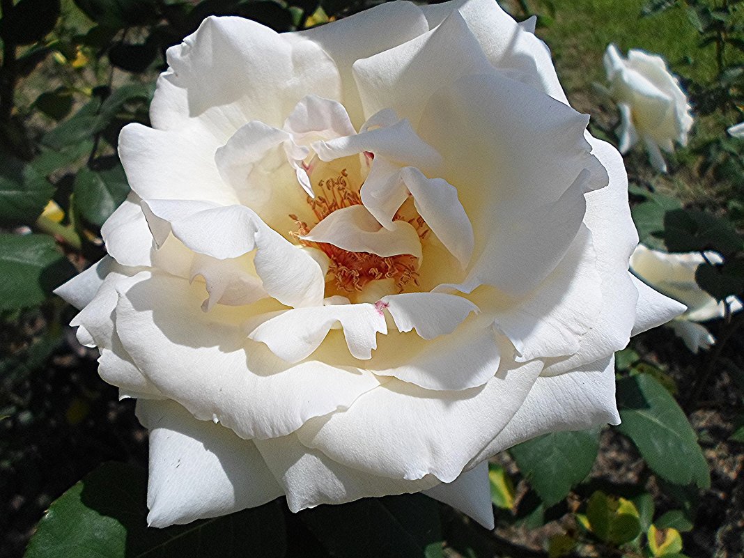 Белая роза во все времена символ невинности и Божества - Елена Павлова (Смолова)
