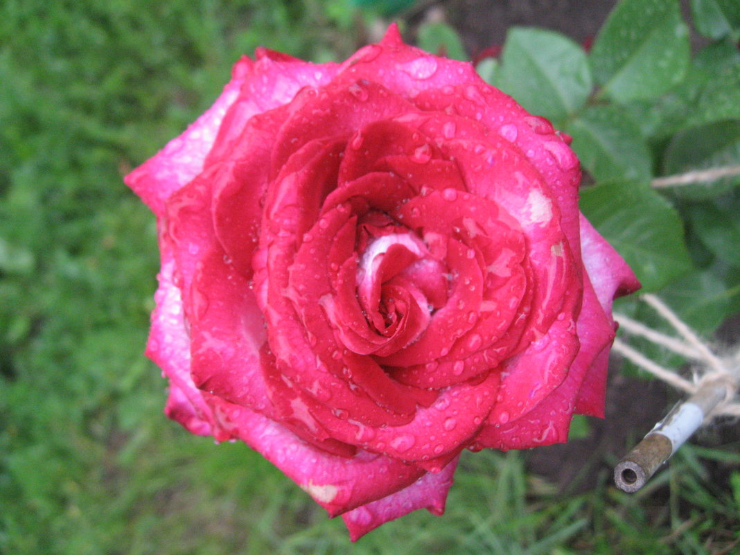 Прекрасная роза - Джулия К.