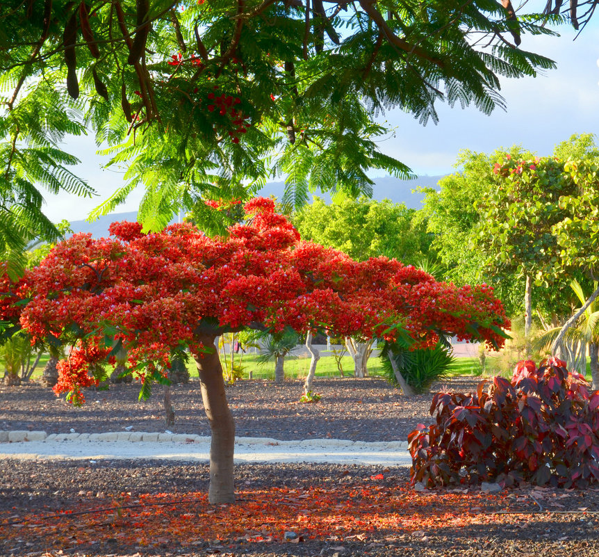 Flame tree. - Valentina Severinova