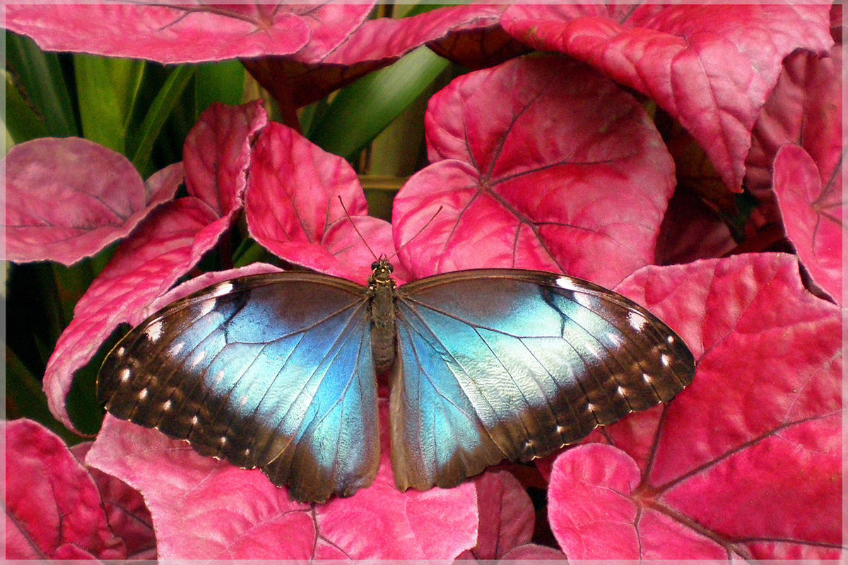 Тропическая бабочка - Эля Юрасова