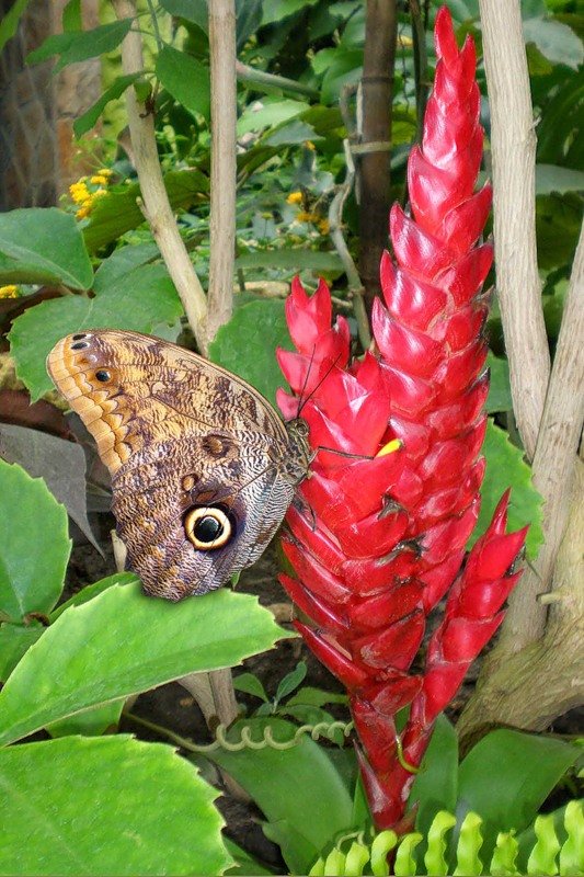 Бабочка  Caligo eurilochus тропическая - Эля Юрасова