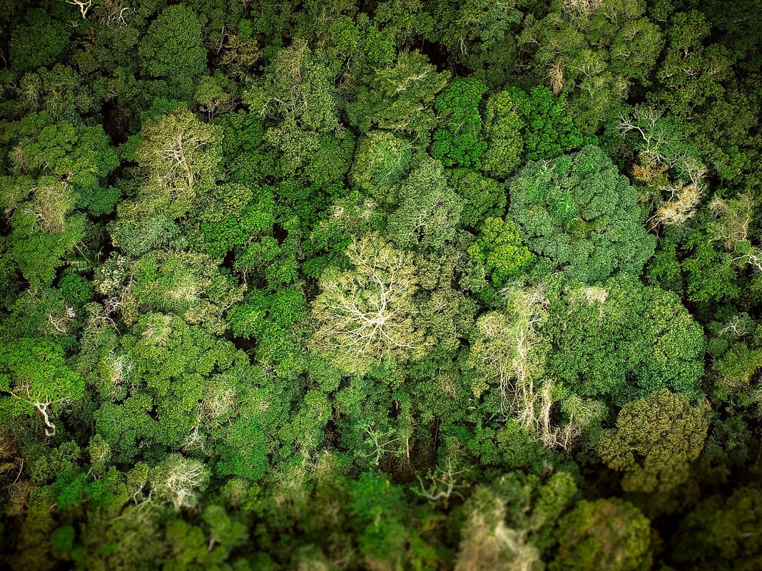 Тропические леса Рио - Antarien Anta