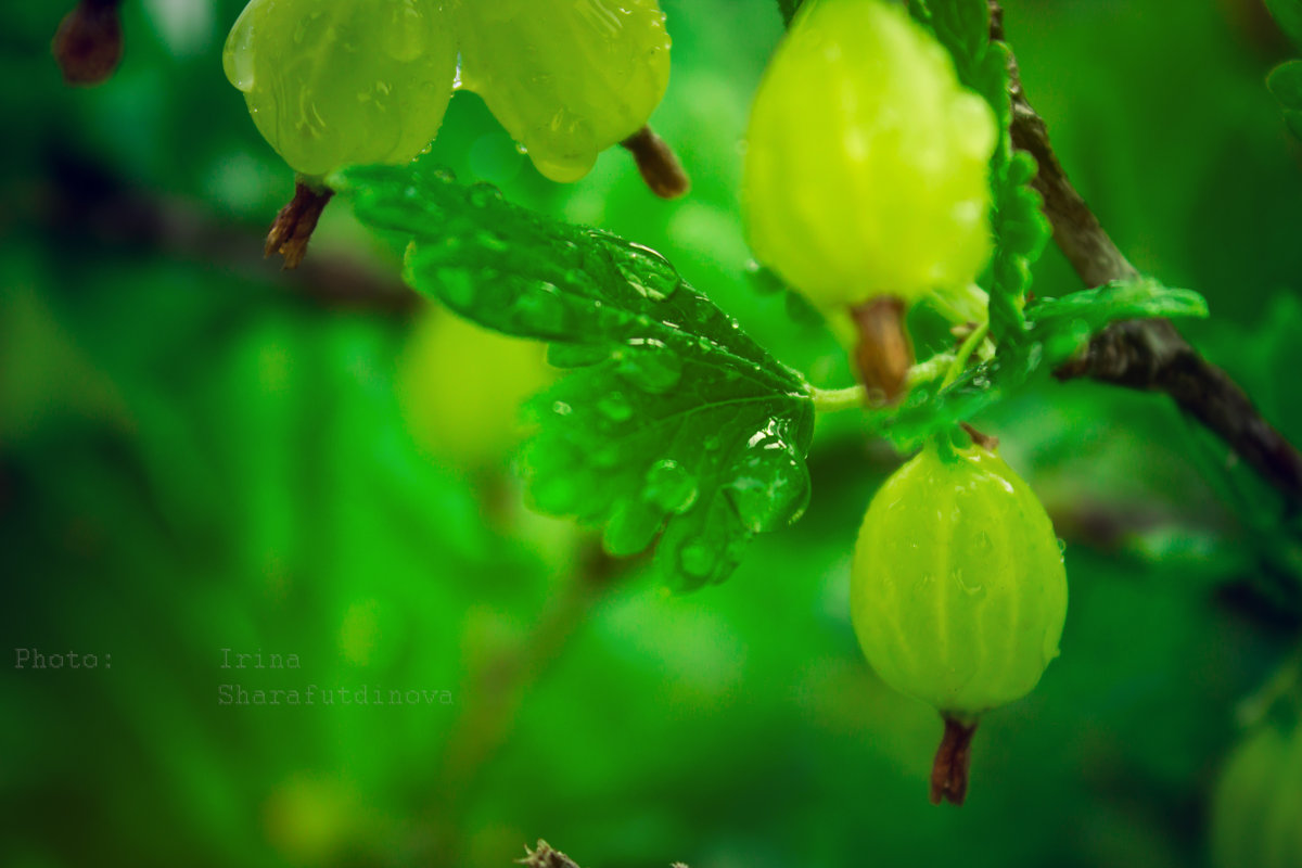 after rain (2) - Ирина Шарафутдинова