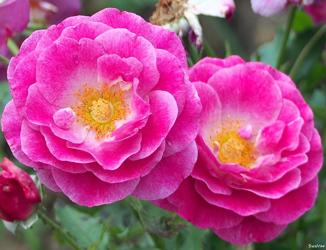 Чайно гибридная роза "Violette parfumée" - wea *