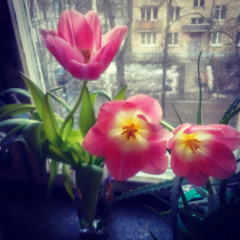 Розовые тюльпаны на окне - Ирина Василенко