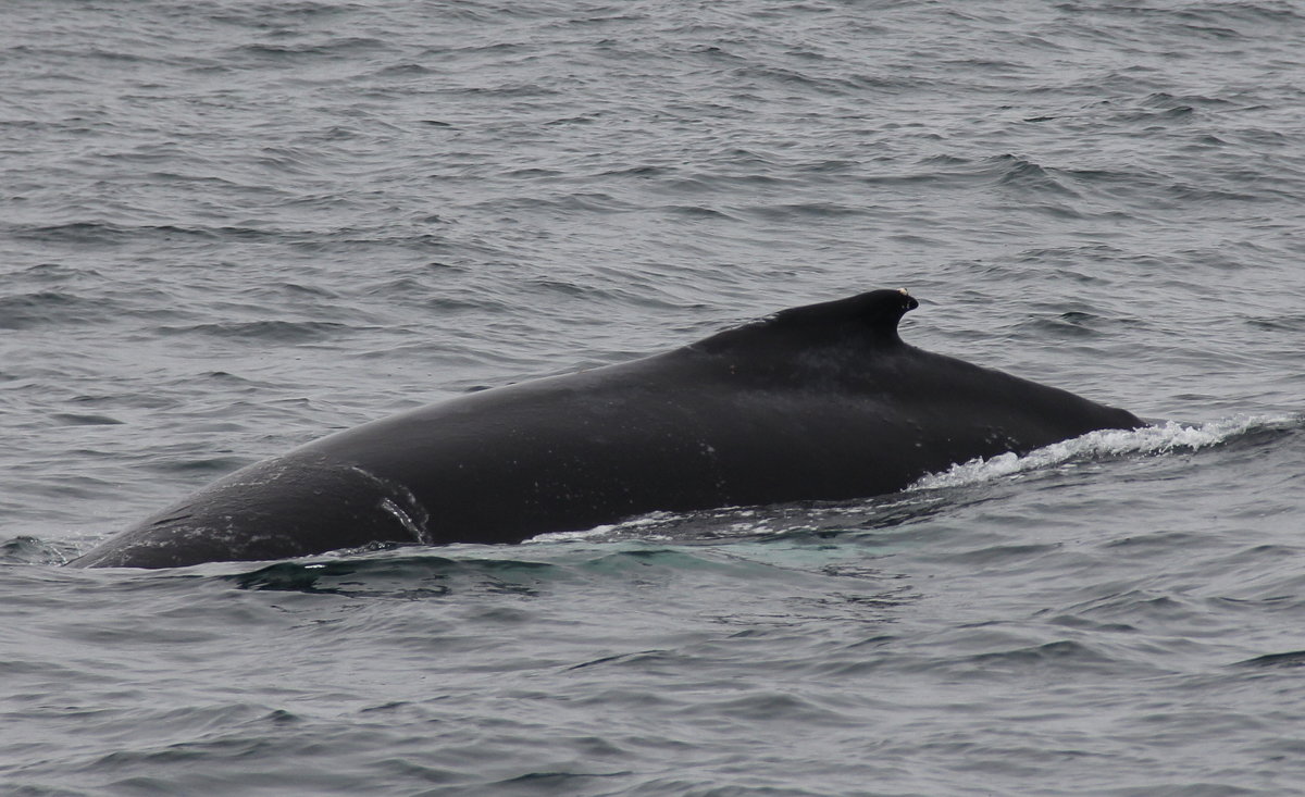 Серый калифорнийский кит - Размик Марабян