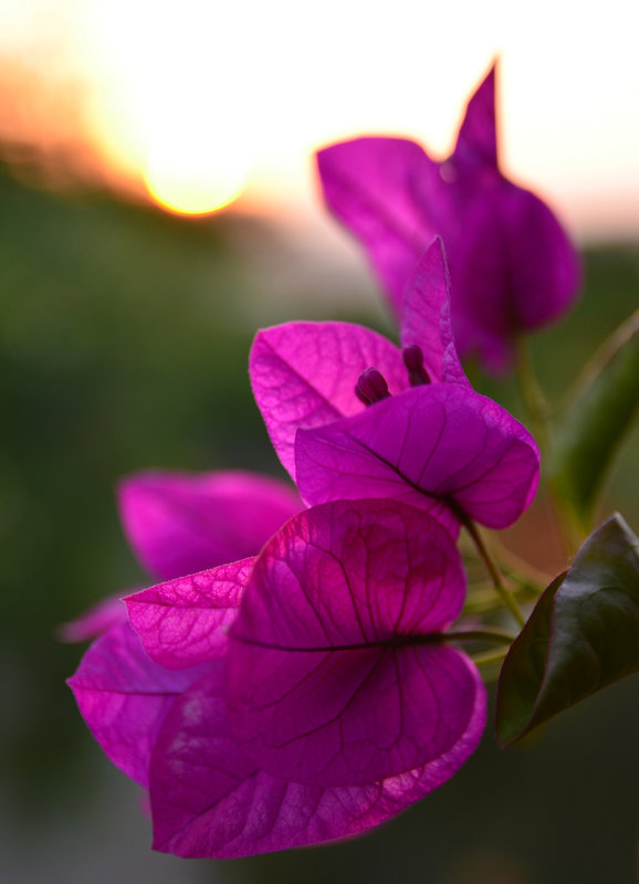 Bougainvillea flowers. - Valentina Severinova