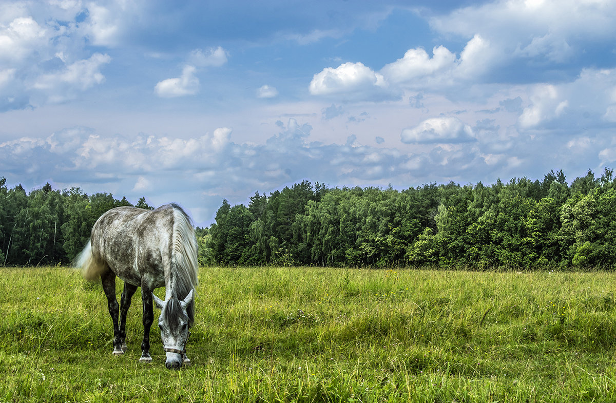 Просто конь  на поле - Игорь Егоров