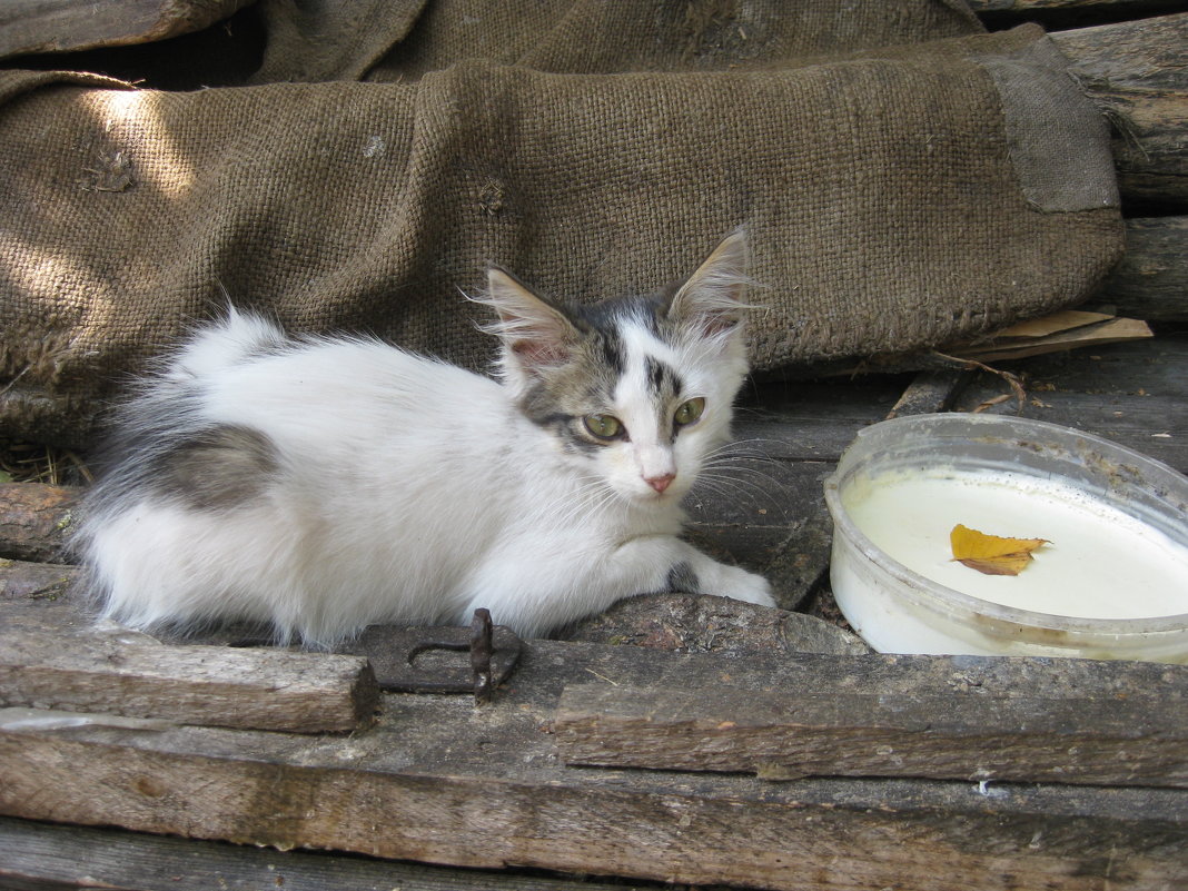 Котенок - Анастасия Ходаковская