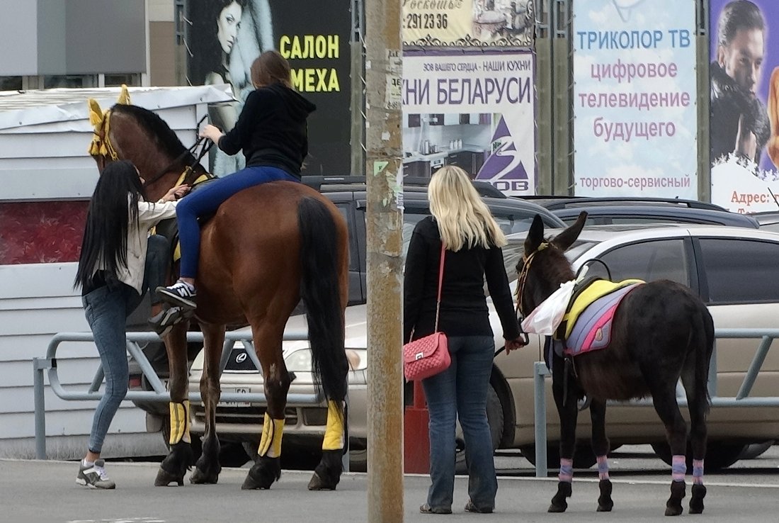 Ослу крупно повезло - Валерий Чепкасов