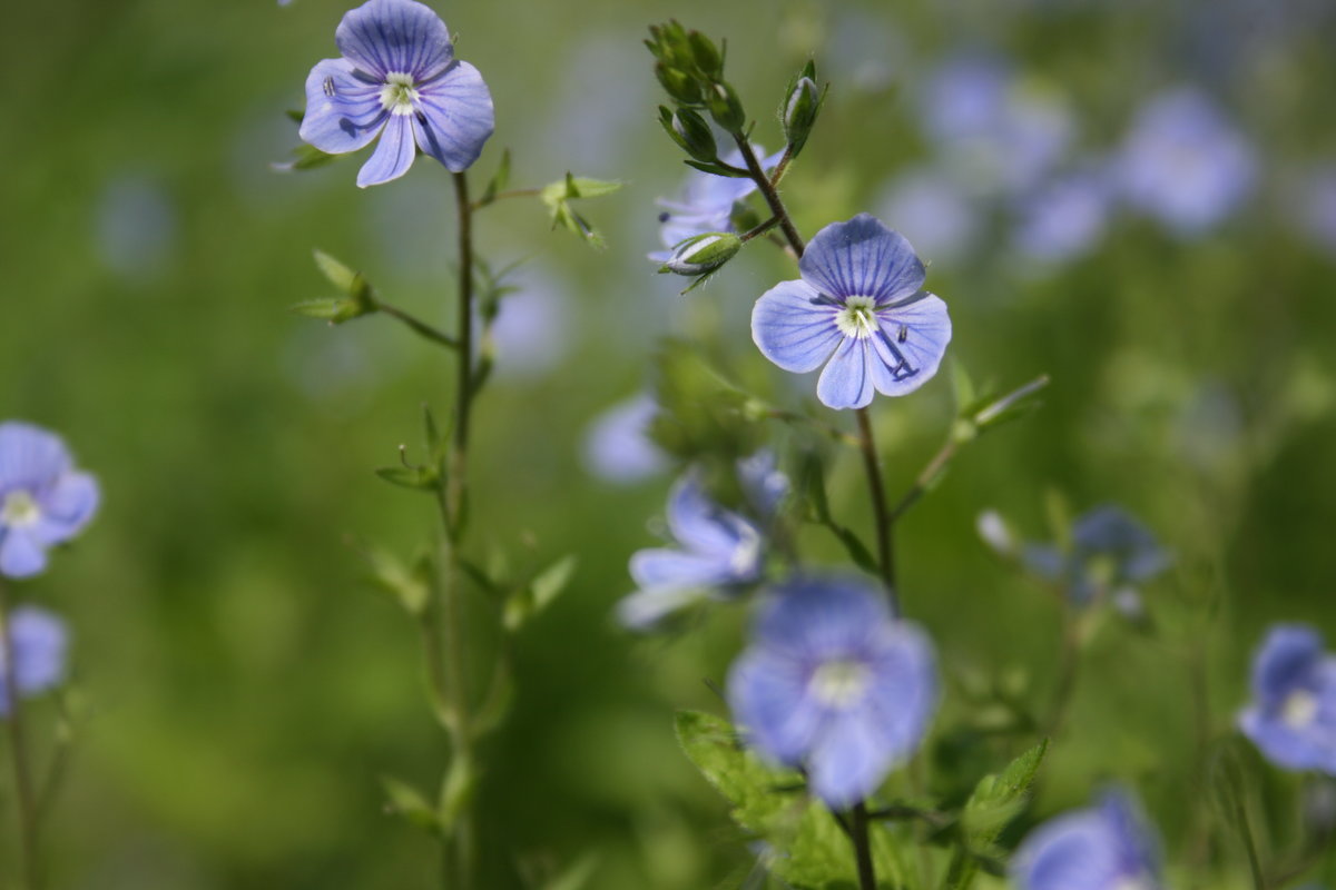 Голубые цветы - Zifa Dimitrieva