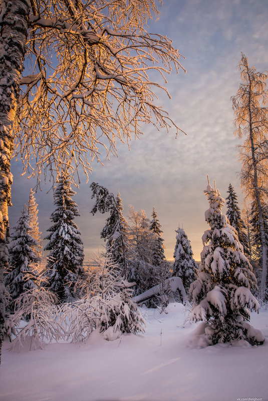 Зимний лес - Андрей Колчин