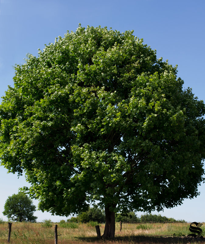 Дерево - Амиран Сохашвили