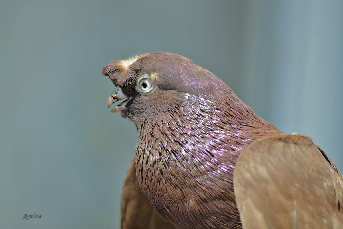 Портрет молодого голубя - galina tihonova