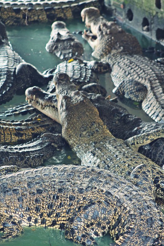 Крокодилы - Татьяна Воробьева