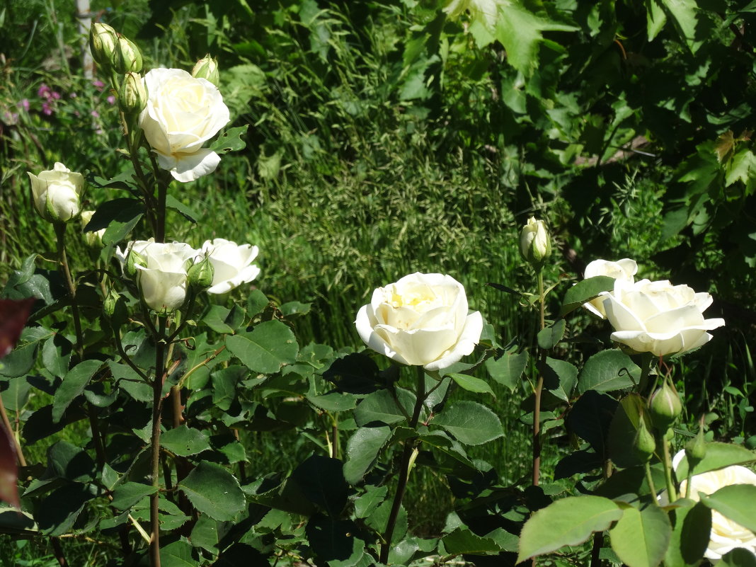 Куст белых роз в июне... - Тамара (st.tamara)