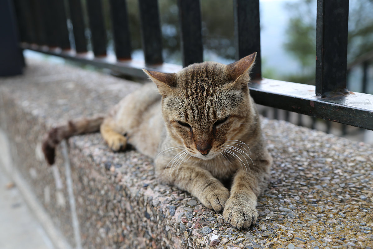 Испанский кот, который живет на горе Монсерат - Tina ***