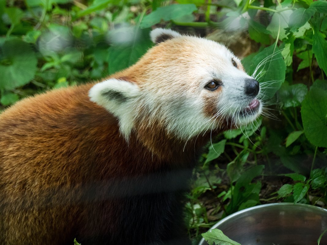 Red Panda - Vadim Raskin