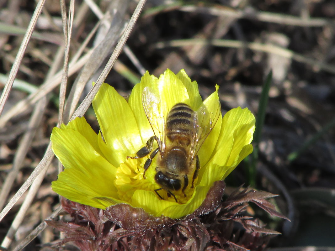 Первая пчёлка - Azarika1 