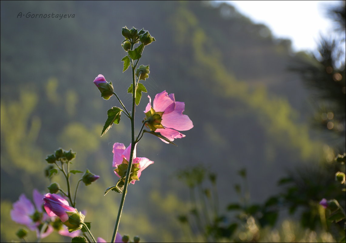 Цветочки в горах. - Anna Gornostayeva