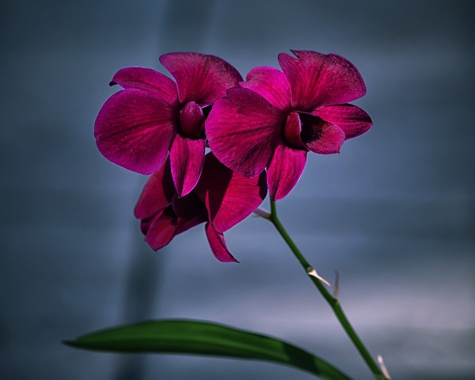 Гибридная орхидея - Ирина Приходько