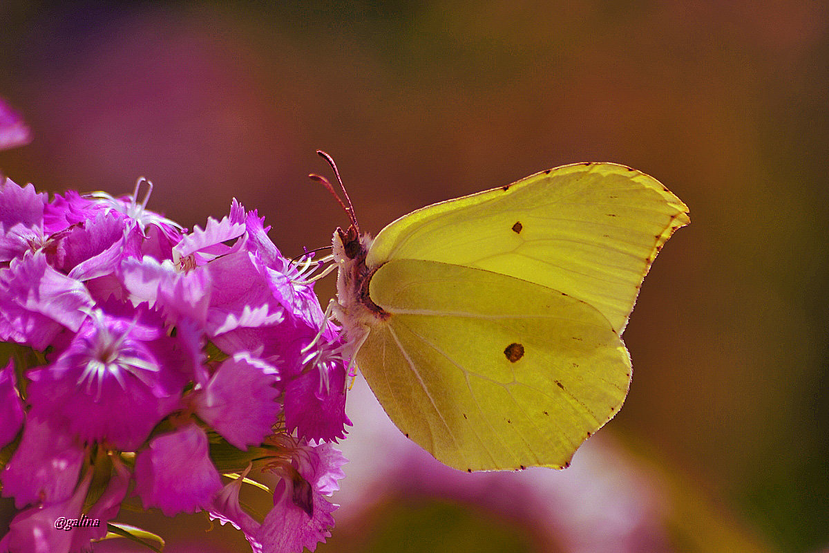 Про жёлтую бабочку - galina tihonova