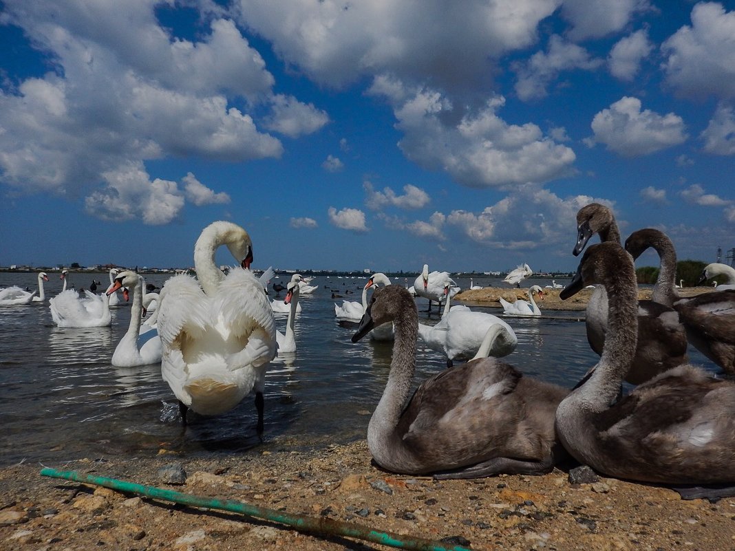 Дикие лебеди круглый год на озере Сасык-Севаш в Крыму - Марина Кулькова