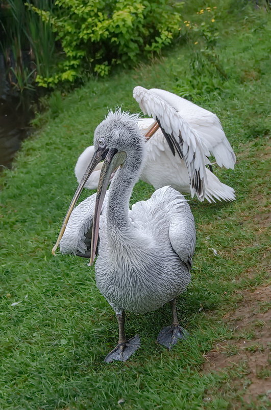 Пеликаны в Ижевском зоопарке - Svetlana Galvez