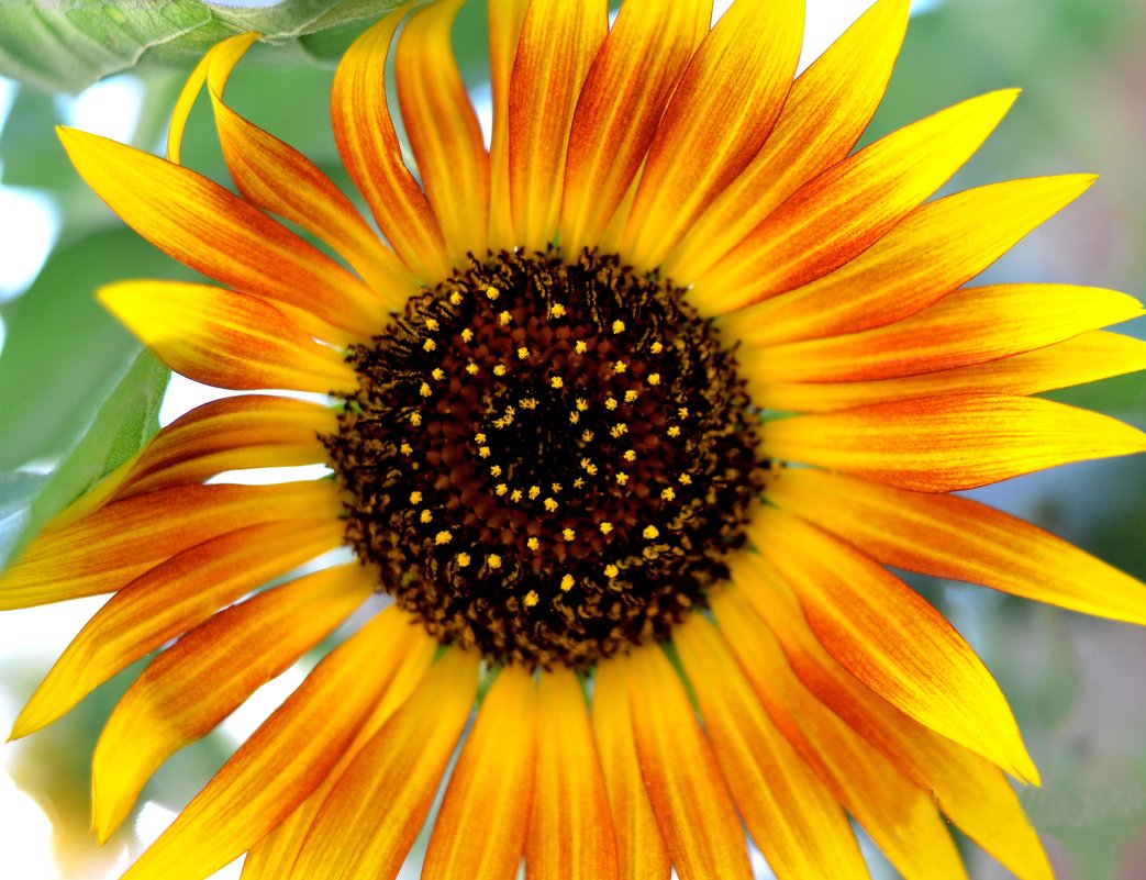 солнечный цветок - ирэн 