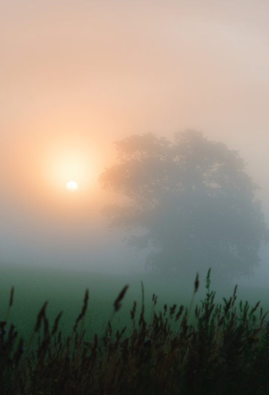 утро..дерево..туман... - дмитрий посохин