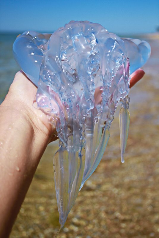 Крымская медуза.. - Елена 