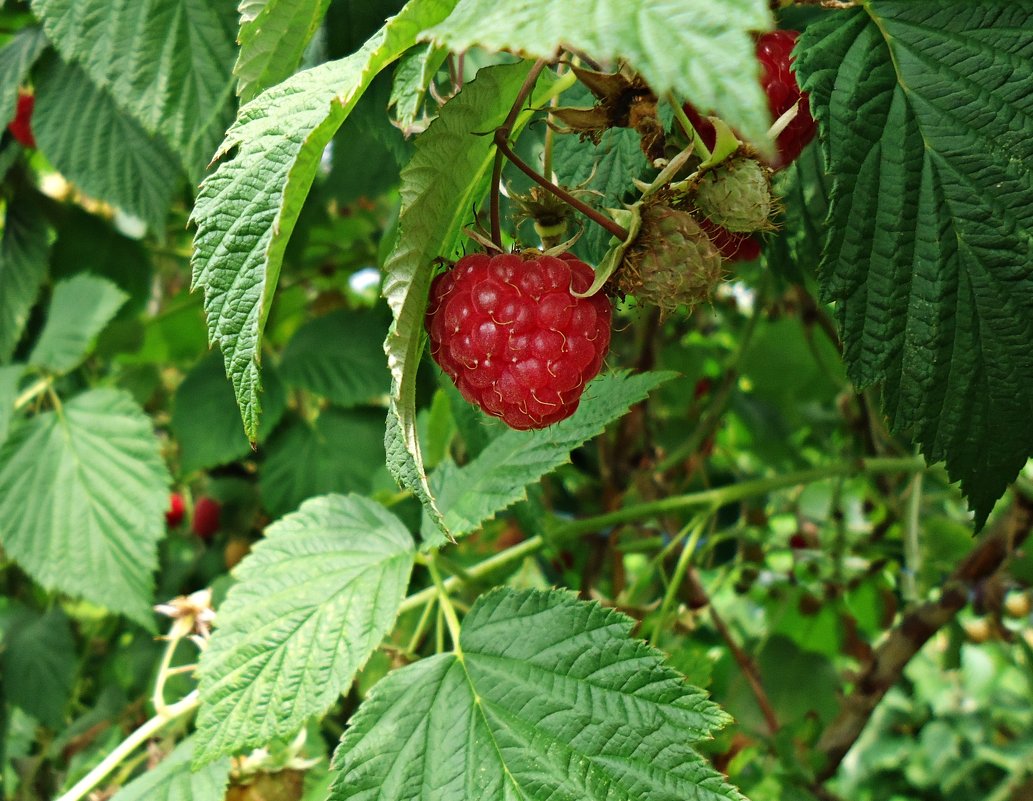 ягода -малина - Galina Dzubina