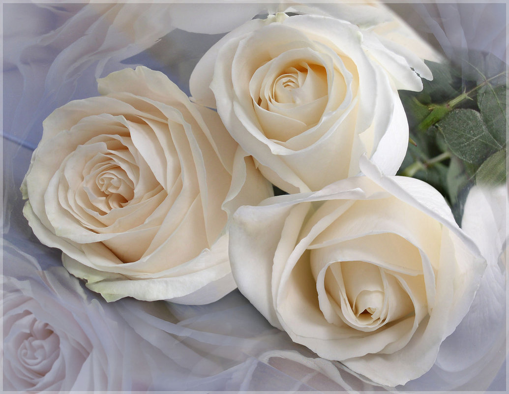 Белые розы - Эля Юрасова