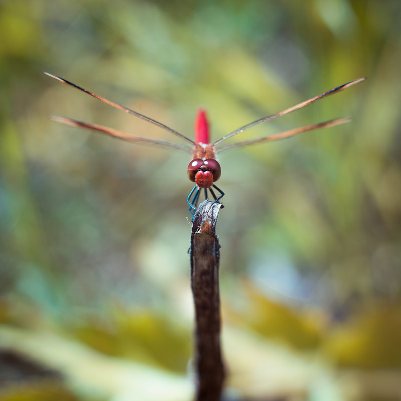 dragonfly - Антон Лихач