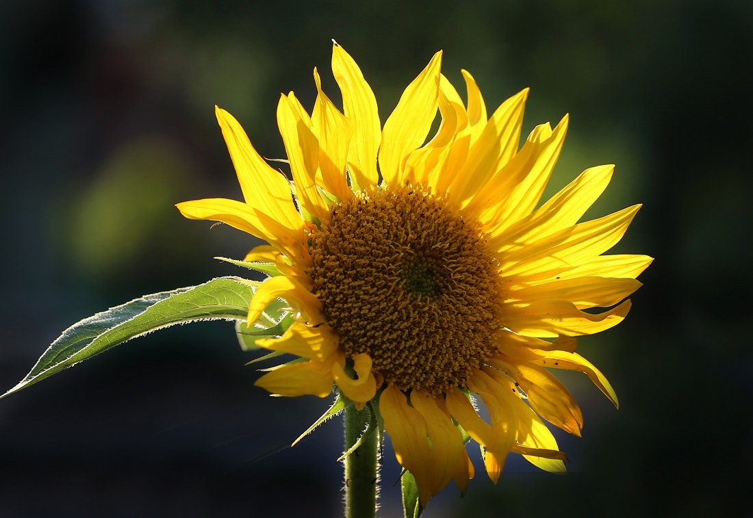 Цветок солнца - Нилла Шарафан