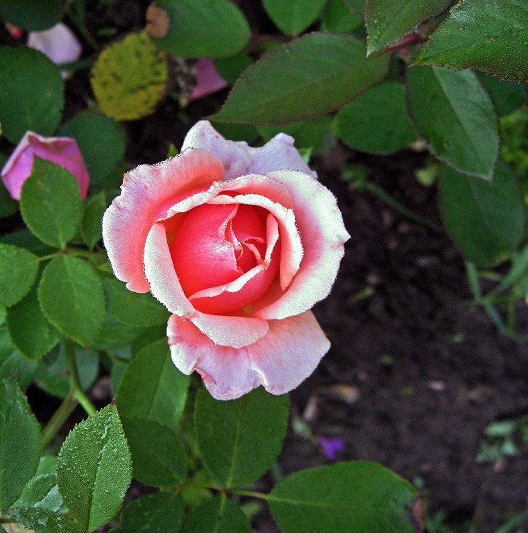 Июльская роза - muh5257 