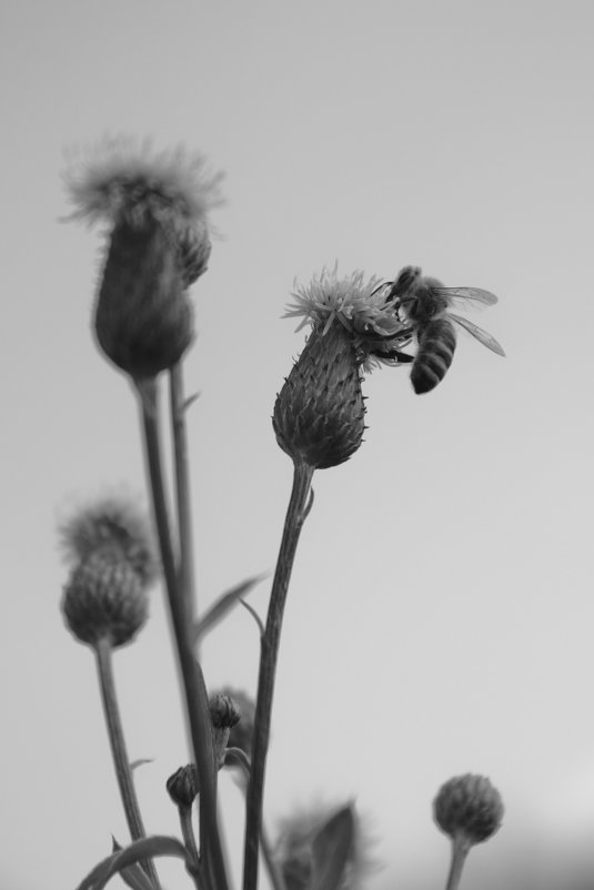 Пчела на цветке - Татьяна Шустова