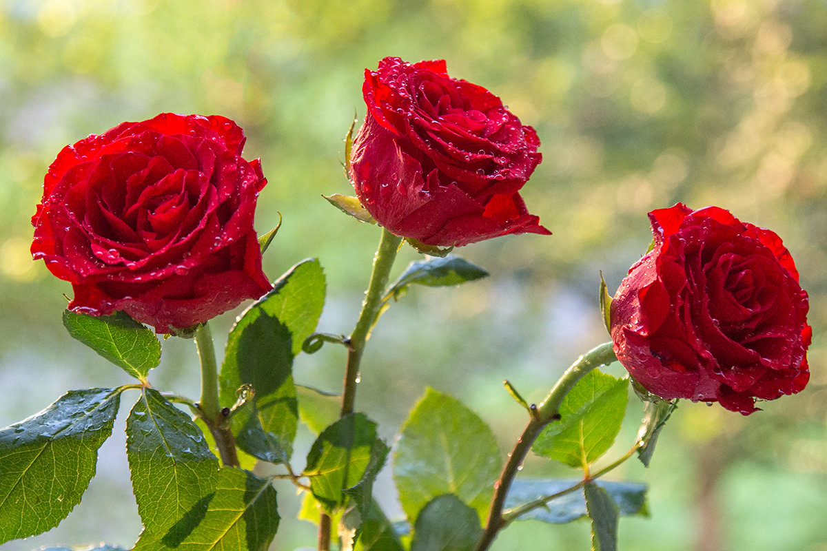 Розы в утреннем солнце за окном - Леонид Никитин