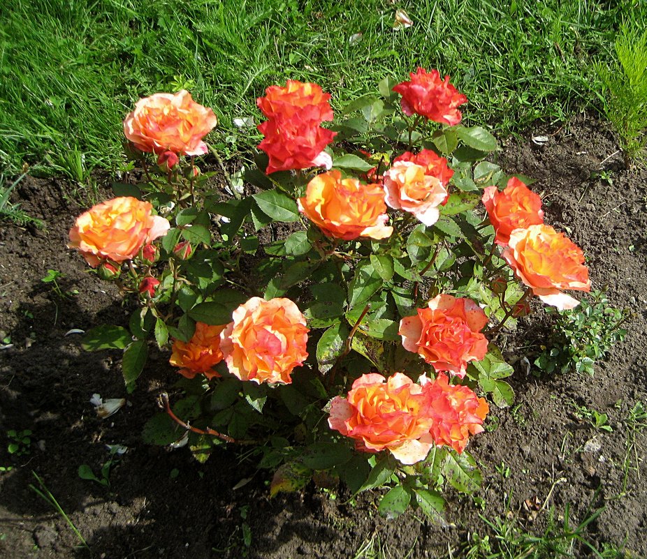 Кустик мини розы - laana laadas
