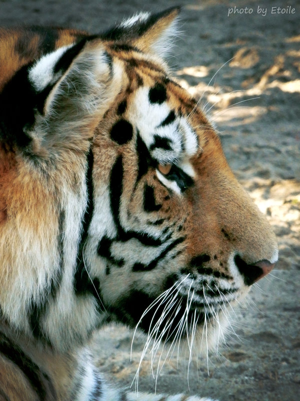 Амурский тигр - Lady Etoile