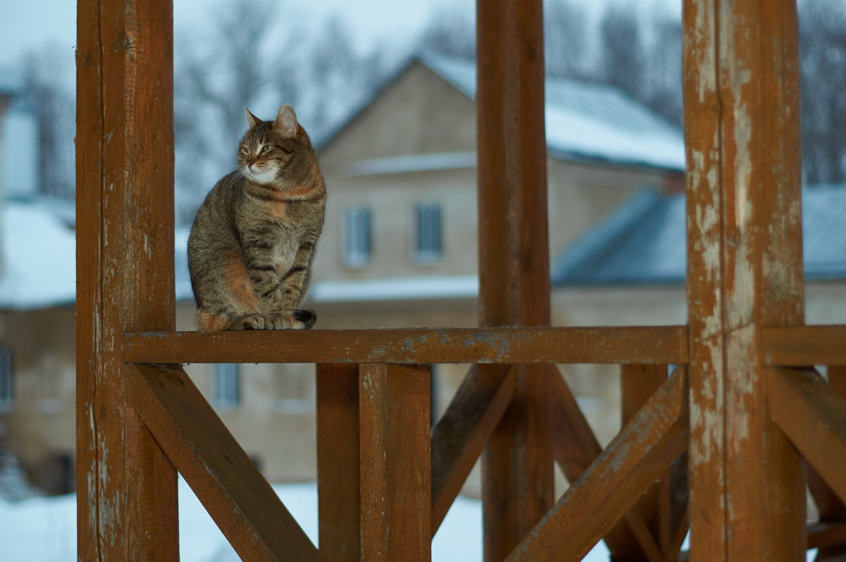 Монастырский кот - Дмитрий Ф
