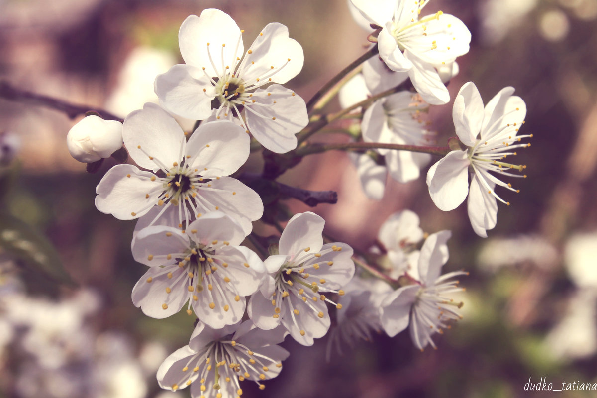 Цветение вишни - Татьяна 