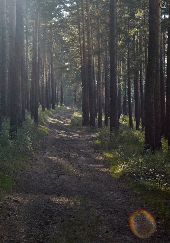 Лес у Ангары, Иркутская область - Яна Васильева