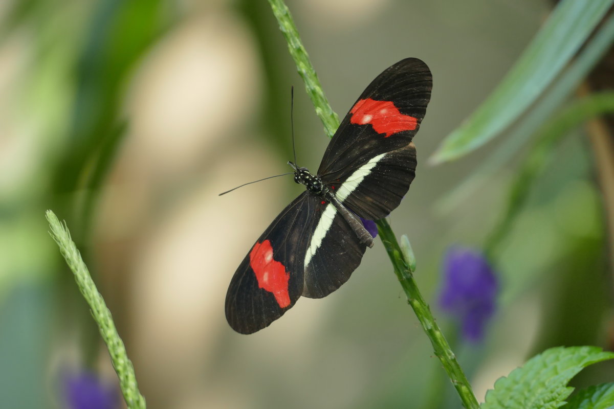 Моя первая бабочка на сайте фотокто... - Юрий Поляков