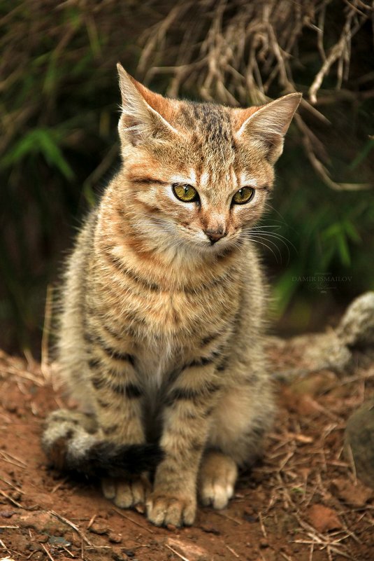Котенок с острова Маврикий - Dimсophoto ©