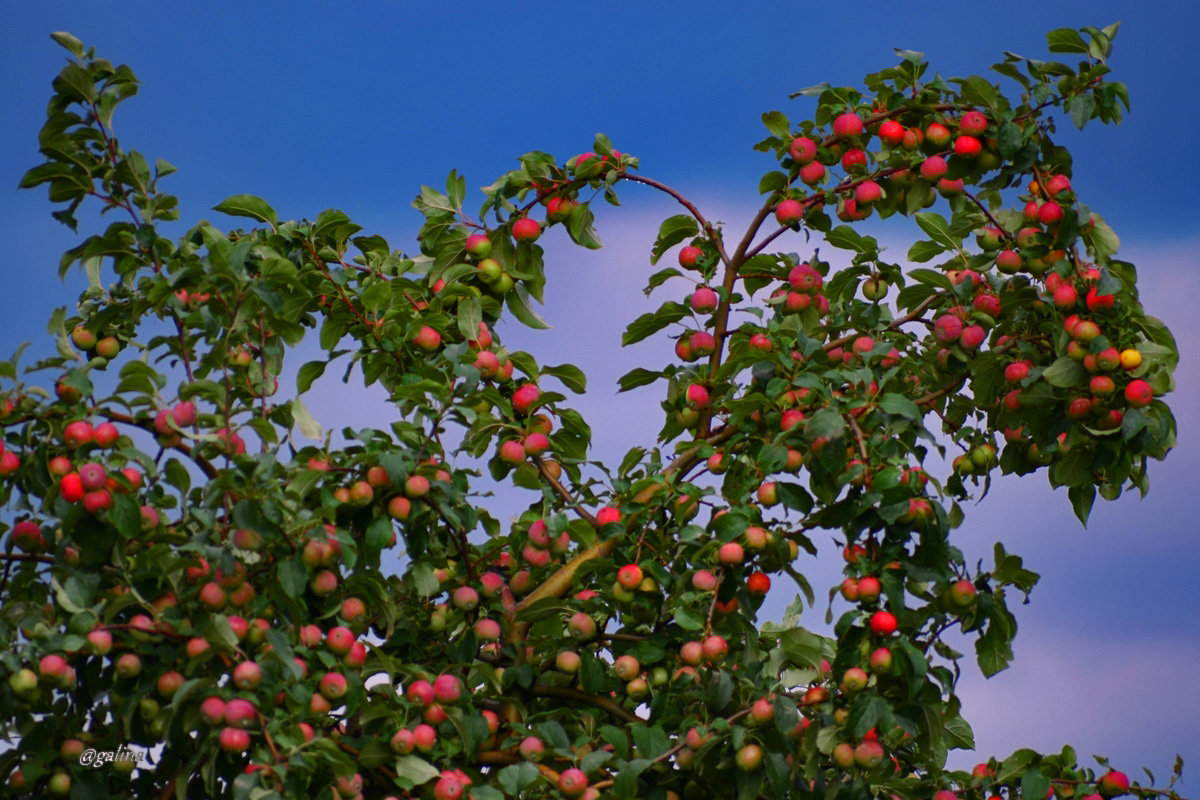 Райские яблочки в саду - galina tihonova