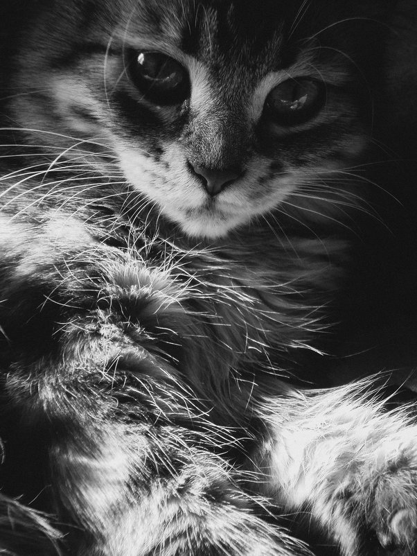 Котик - Анастасия .